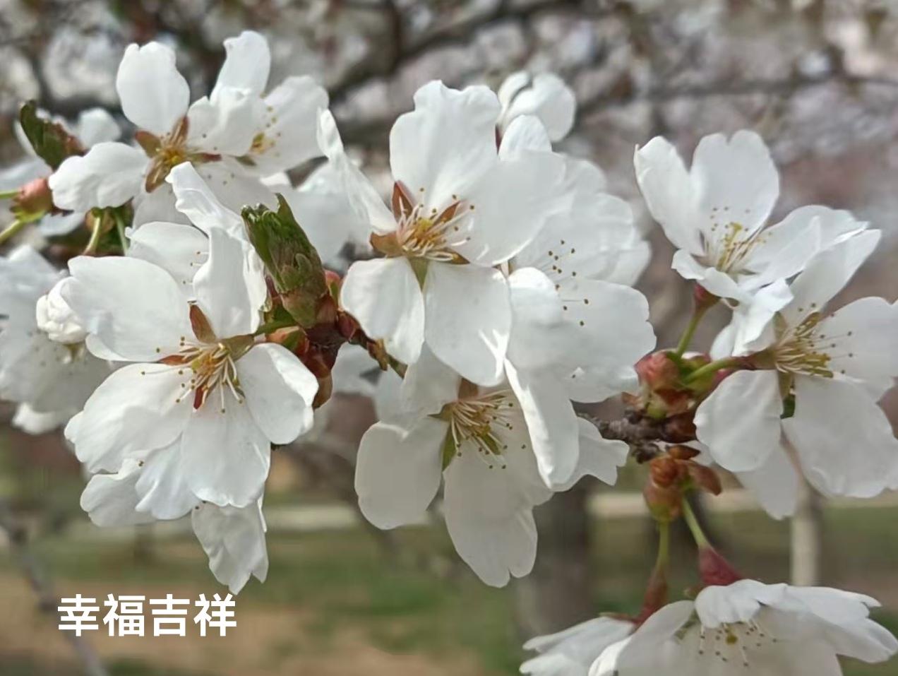 有说有笑，生活美妙。坚持运动，很有必要。宽心知足，延缓衰老。身体健康，无价之宝。