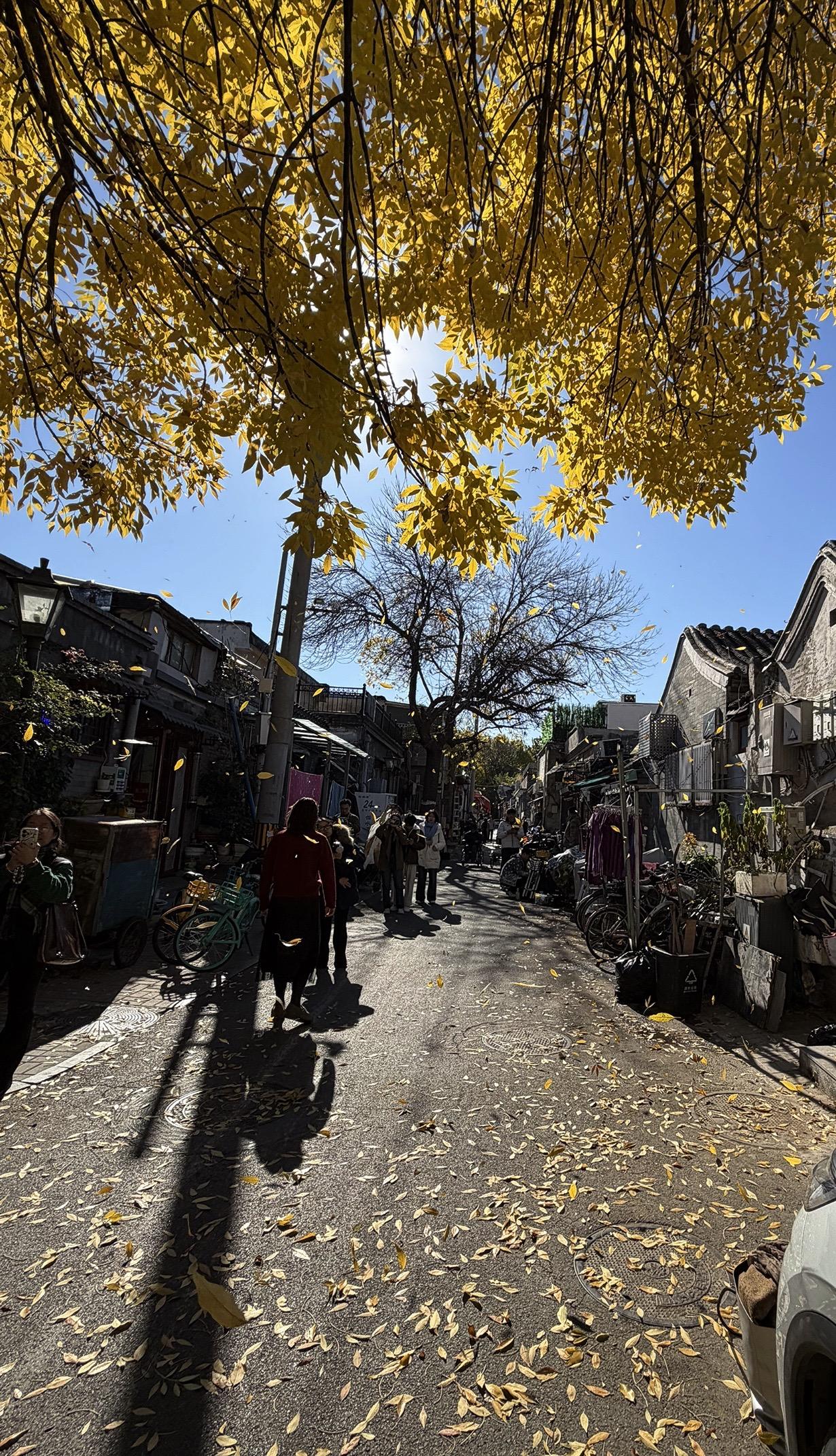 在这个落叶像雪的季节