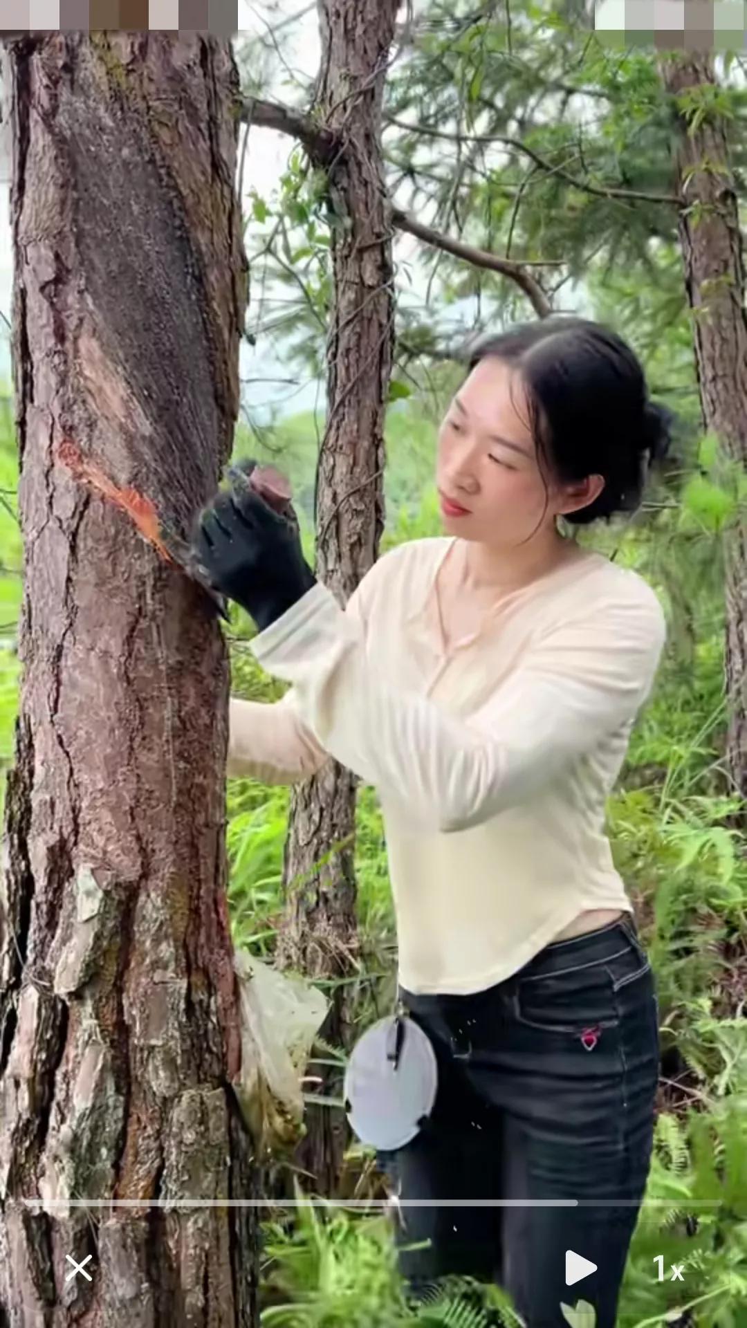 太可怜了！这么漂亮的女人竟然要上山割松香。

这位美女小名叫燕子，是福建龙岩市上