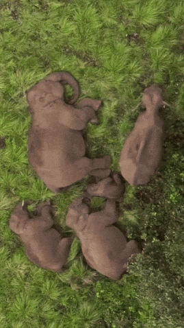 大象睡觉好可爱，跟人一样侧躺着，有一只还把脚搭在同伴身上 