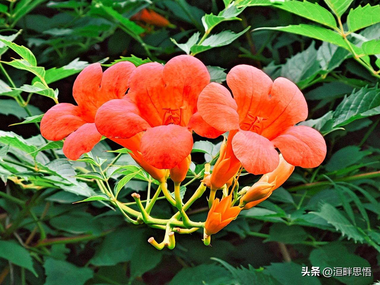 惊艳的橙红色花朵，自然之美尽收眼底！🌸💐🌺