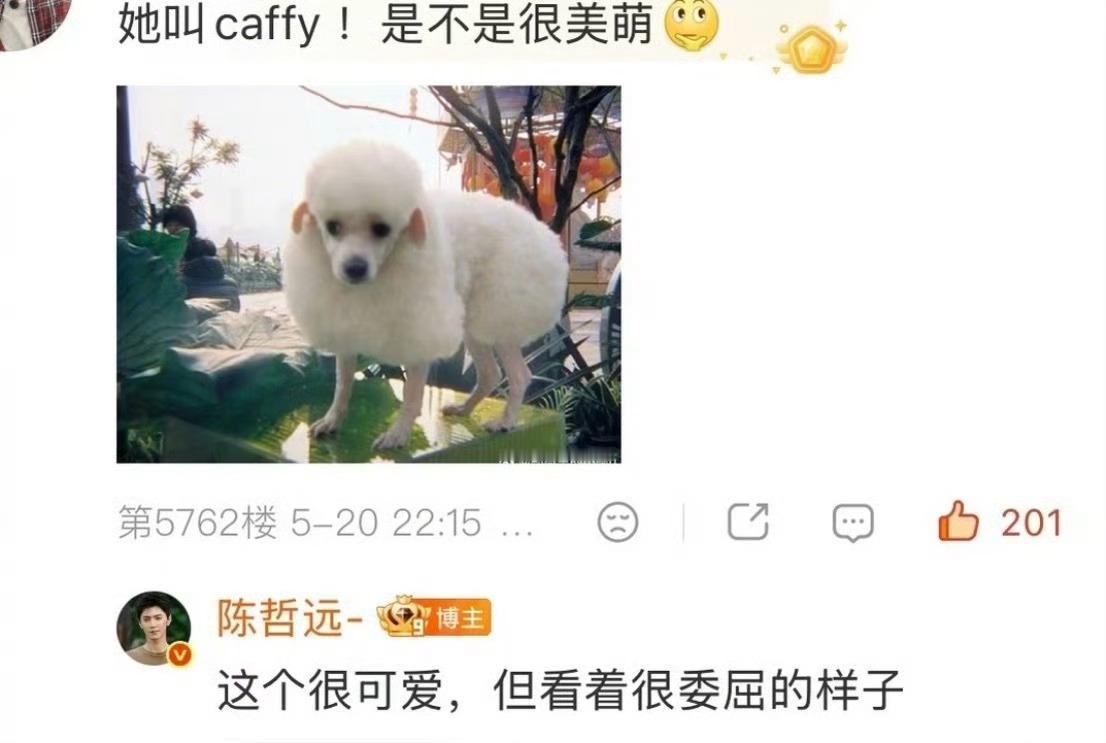 陈哲远说陈奕恒的狗很可爱！