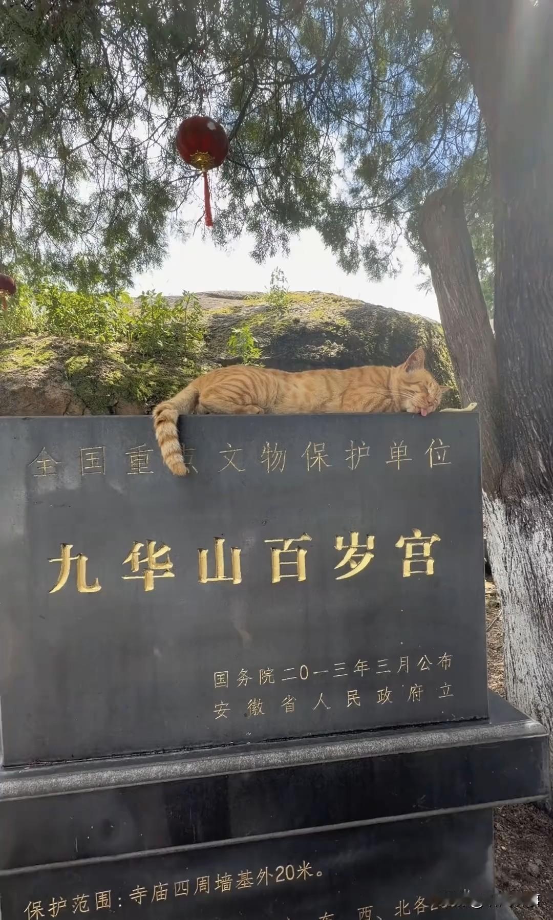 来到九华山百岁宫，偶遇一只自在慵懒的大橘猫。它全然不顾往来游人，四仰八叉躺在文物
