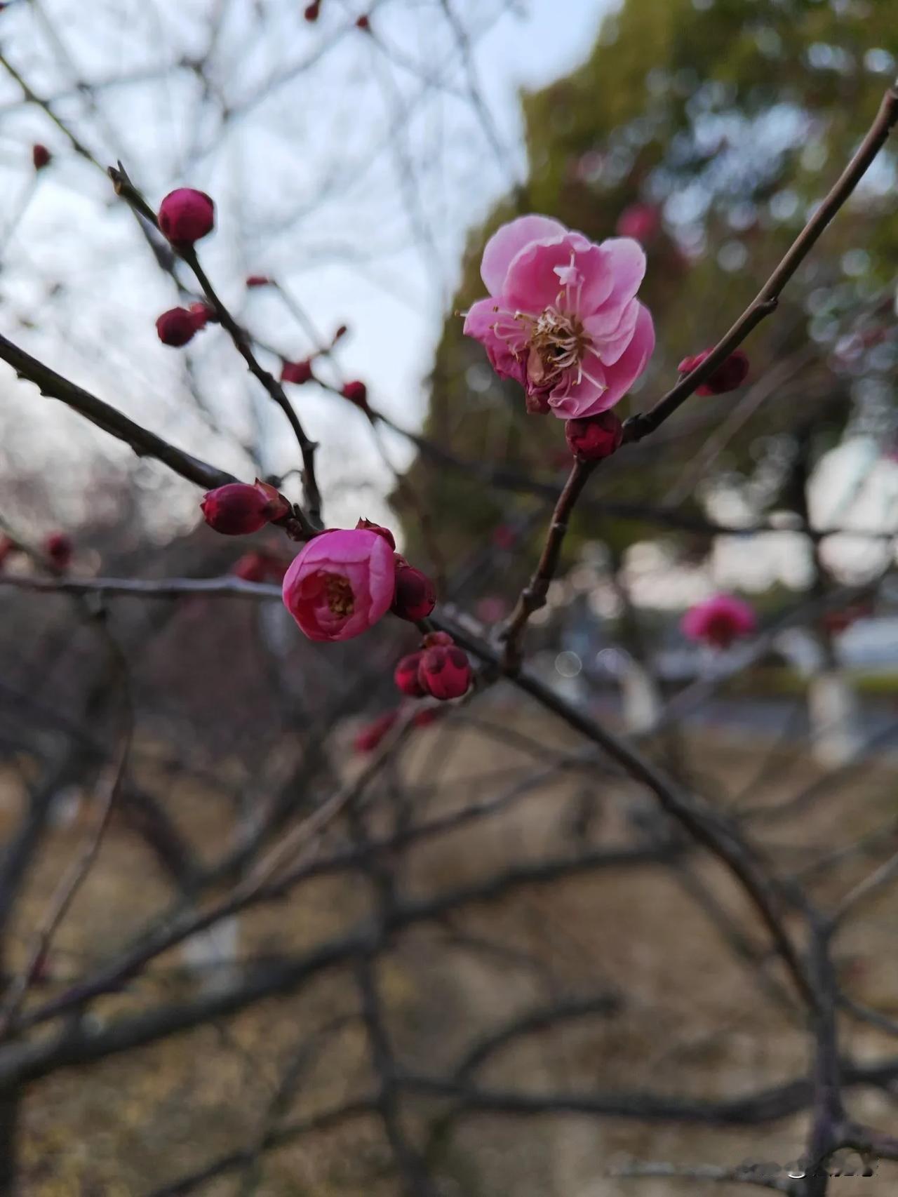 梅花