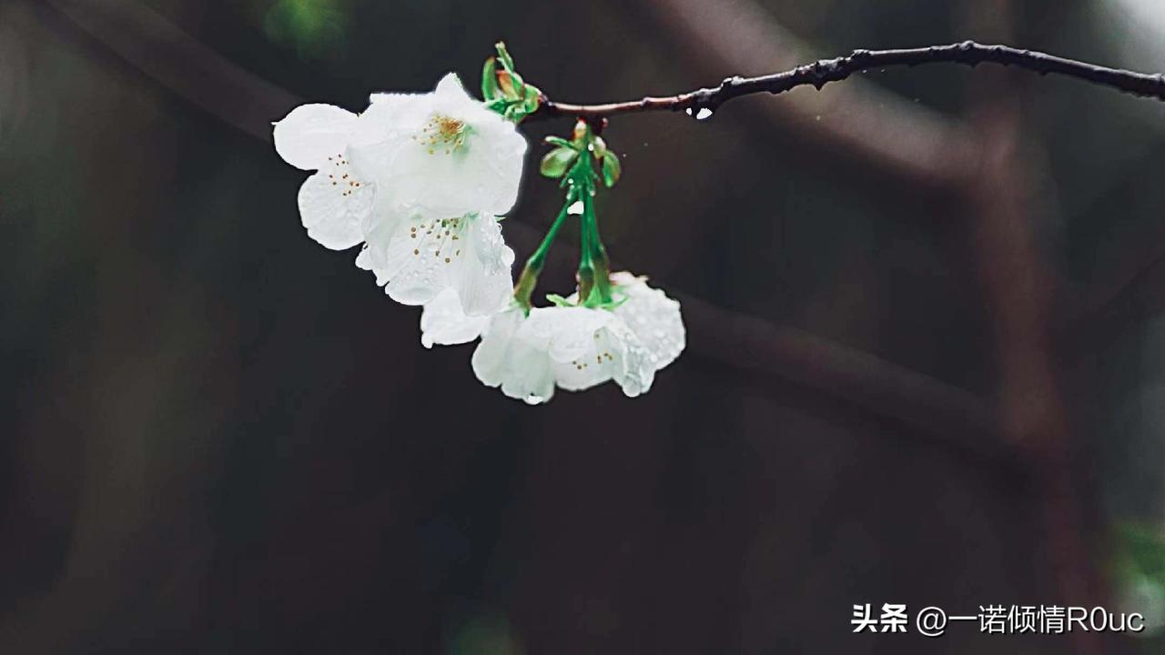 外婆终于把大舅熬走了，妈妈把她送入养老院，10天后去世了，妈妈成了不孝的人

3