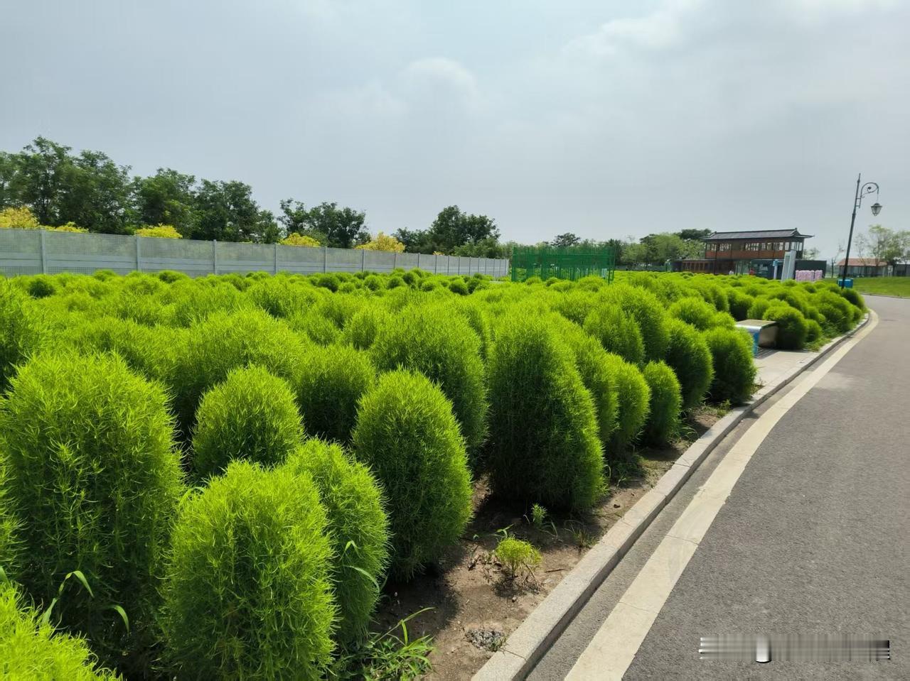 地肤草，一团团毛茸茸的翠绿植物，让炎热的夏天显得清爽。
夏季的地肤草，嫩绿清新，
