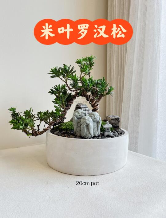 🇲🇾米叶罗汉松【Ready Stock】