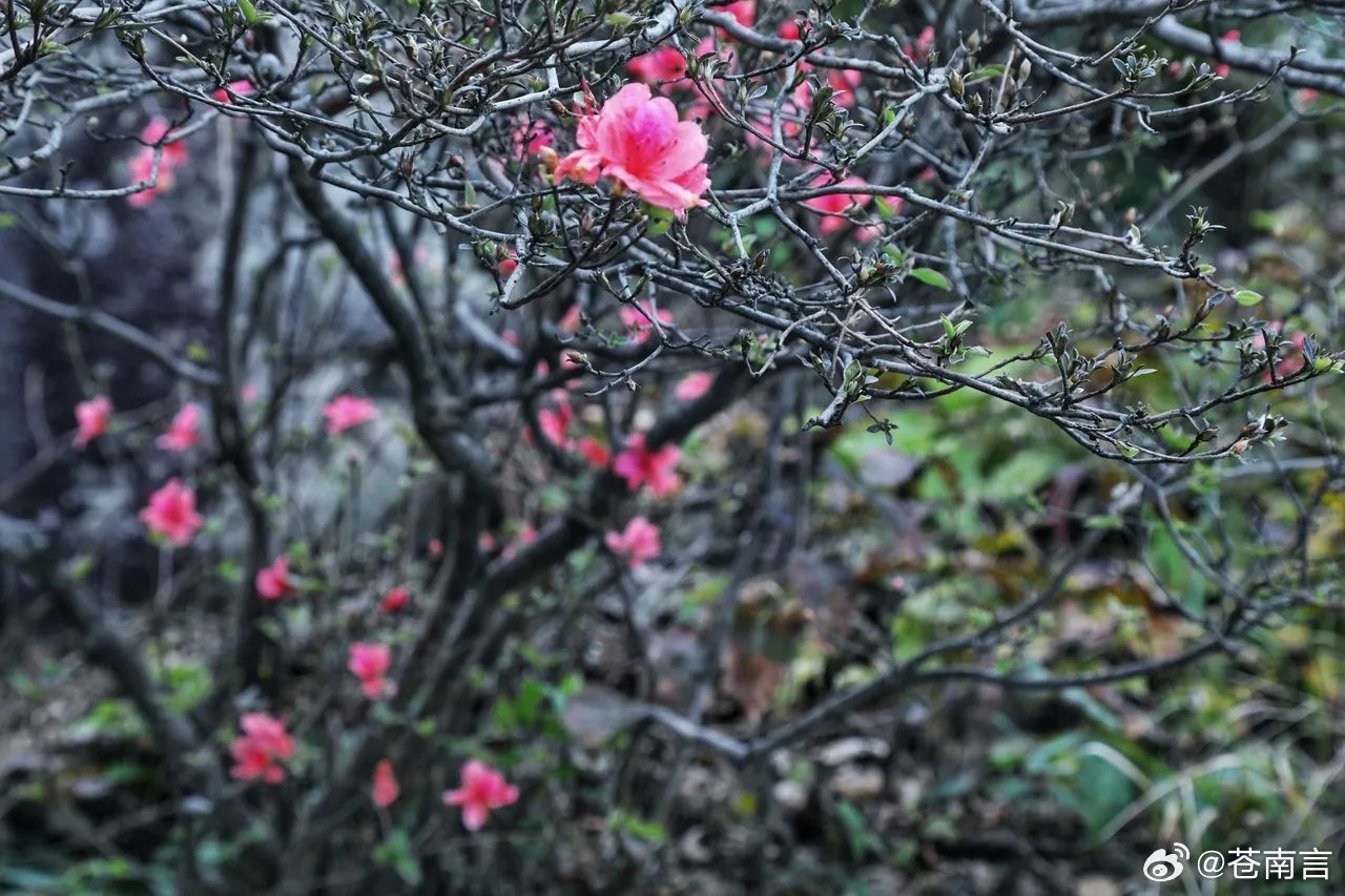 我的天！马上立冬节气，浙江湖州安吉云上草原的高山杜鹃竟然反季开花了！很多游客禁不