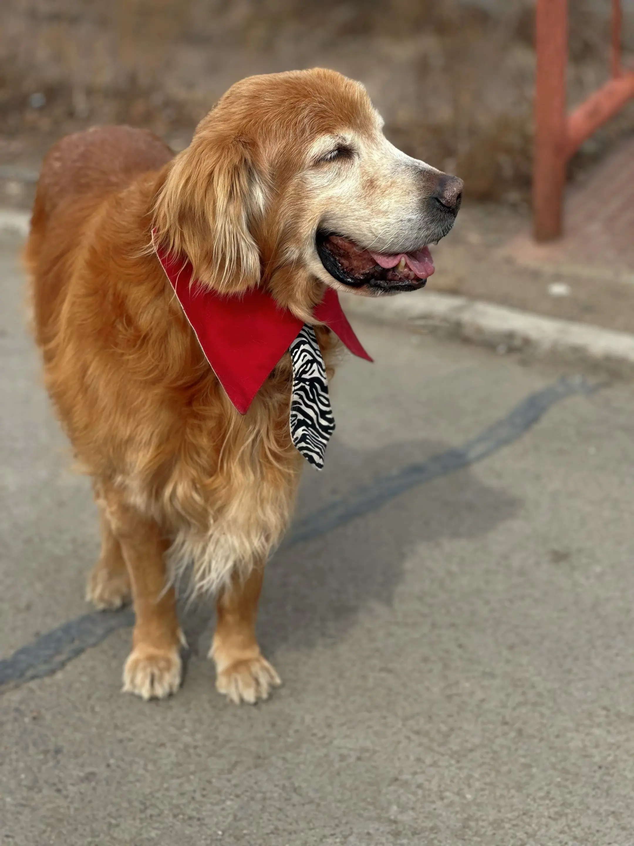 大包拆完线了恢复的很好哦，小狗闯关成功