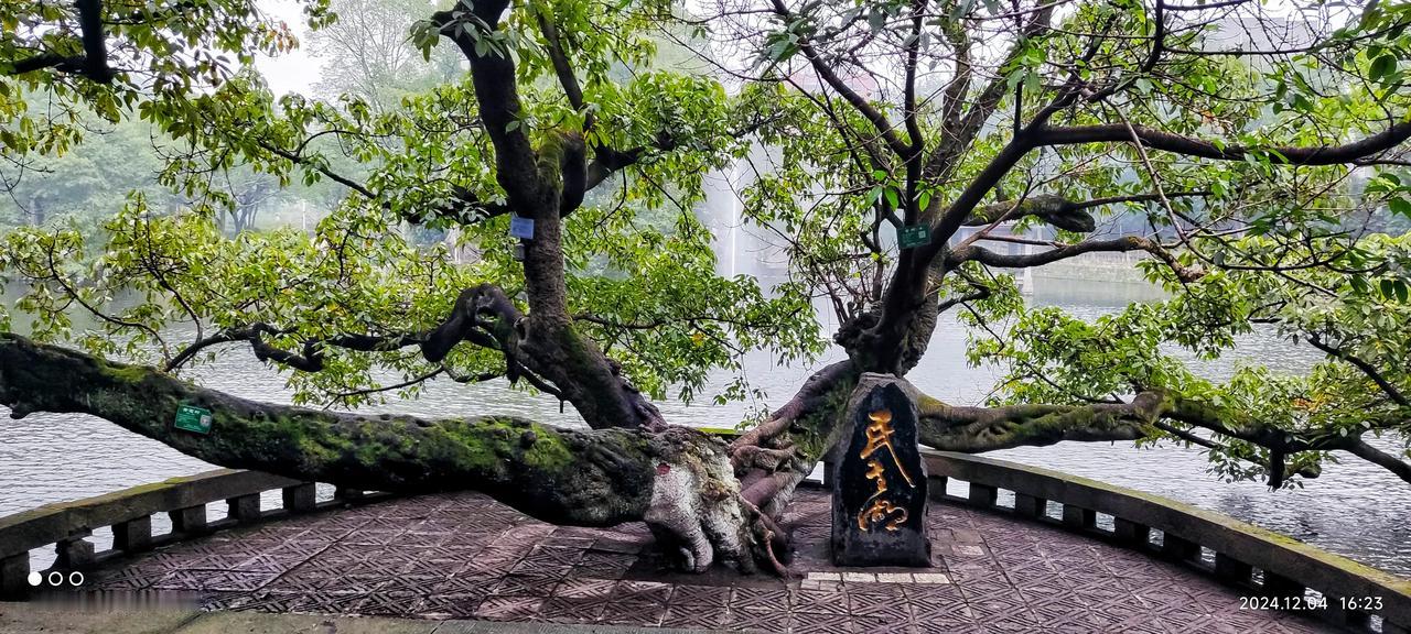 大家早上好！
岁月2810
《寻》重庆民主湖
湖畔闲行尽悠然，
碧波荡漾古树展。