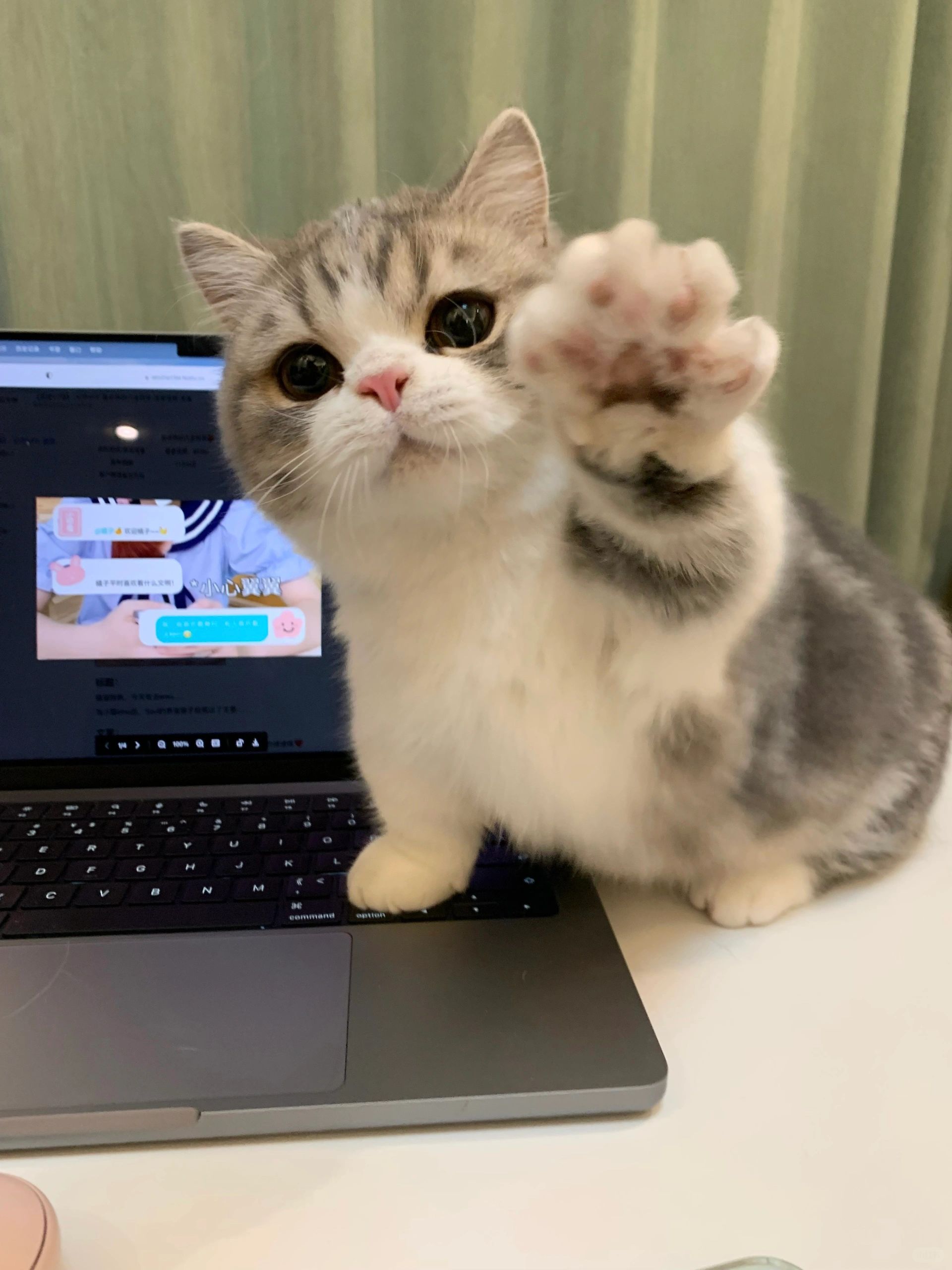 🐱：听我的 周末🈲️止工作！