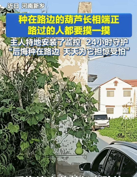 河南新乡一老哥，最近让个葫芦给整魔怔了。

路边种的葫芦藤结了果，偏偏长得太“标