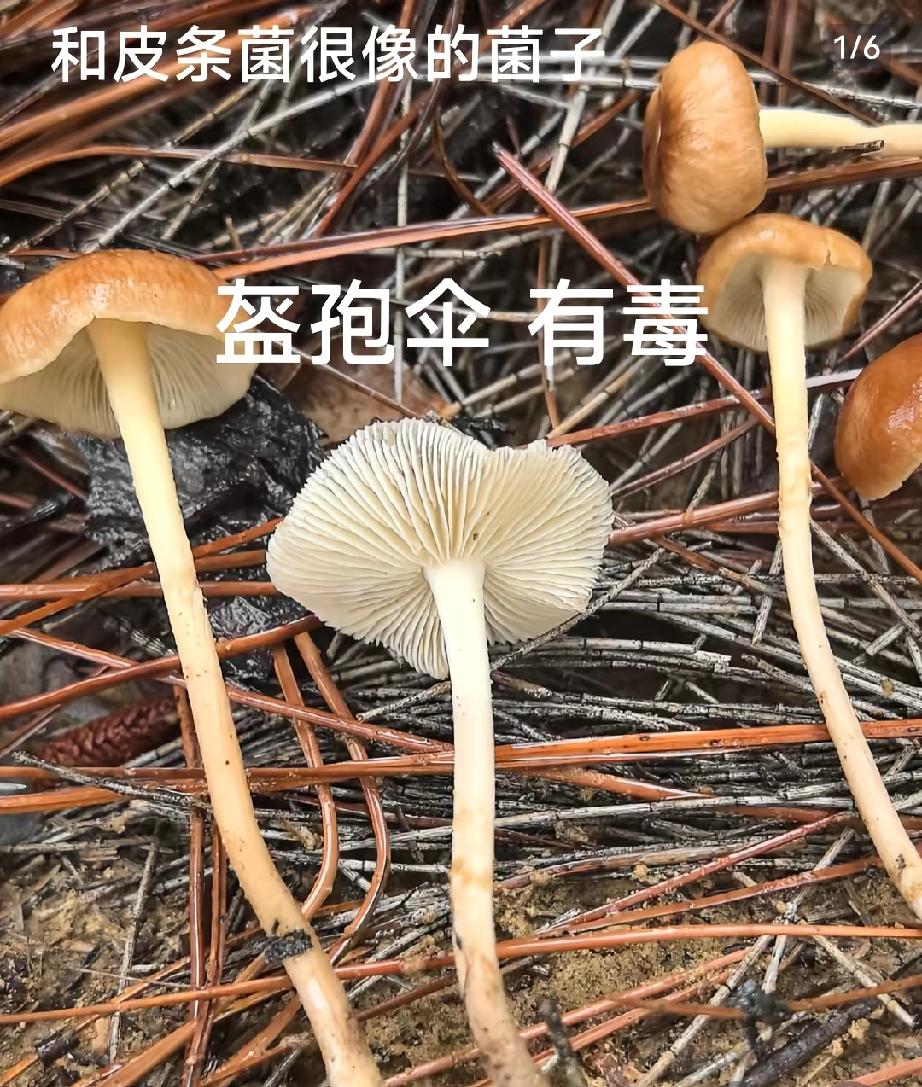 贵州毕节的一个普通农家，前几天就因为误吃了毒蘑菇，家里3口人永远离开了。你肯定想