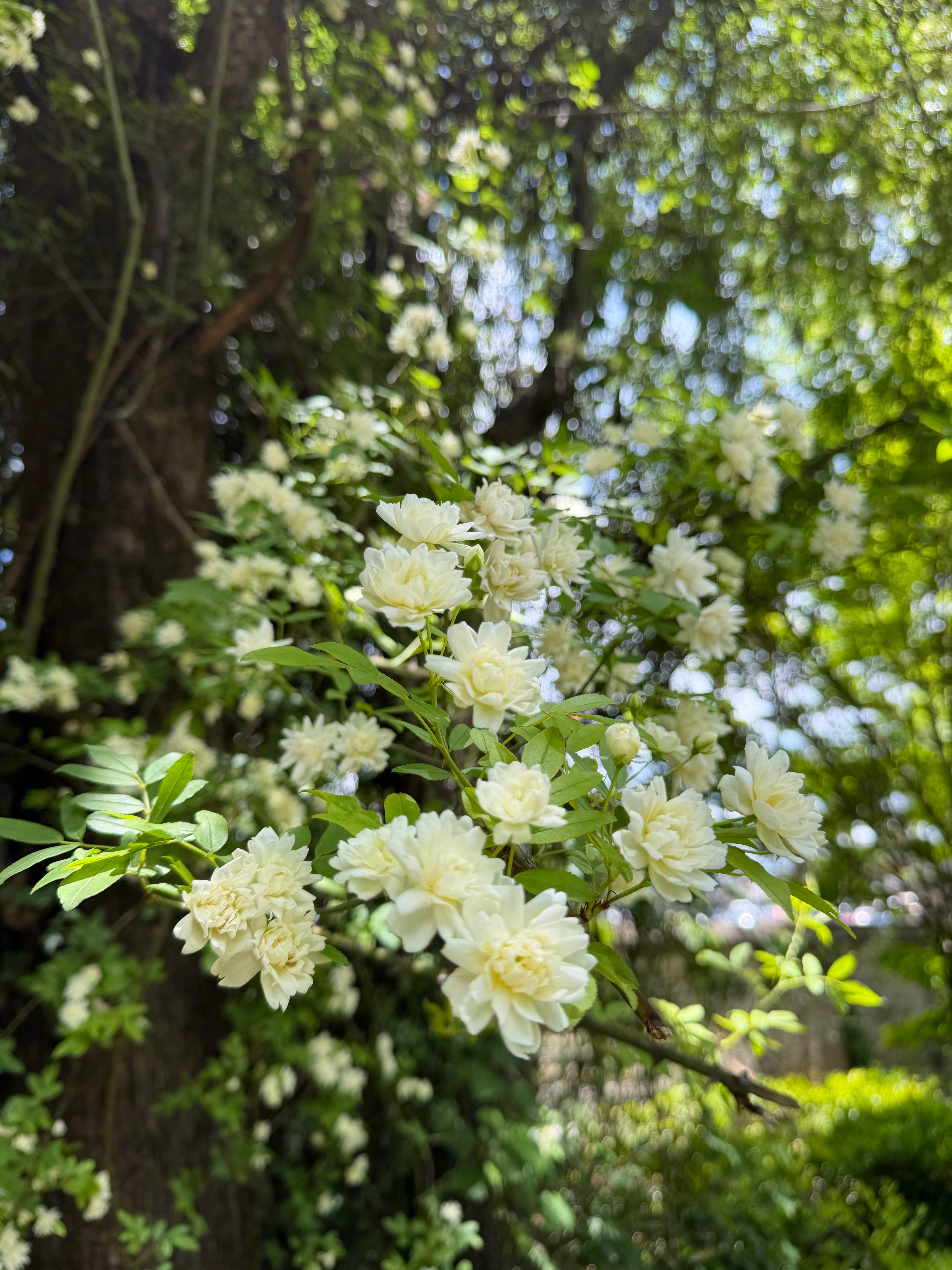 出门散步，遇见一棵开满鲜花的大树，真的是美极了，过去只在图片里见过，再想起了自己
