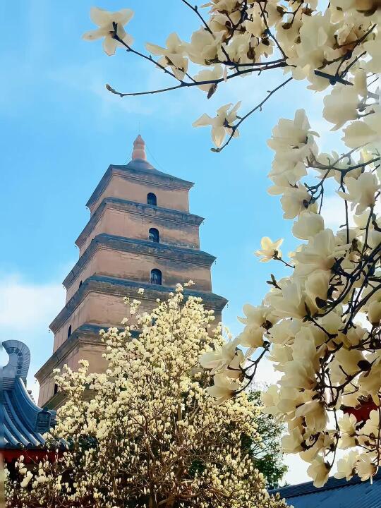 大慈恩寺白玉兰神仙机位被我挖到了！‌附指南