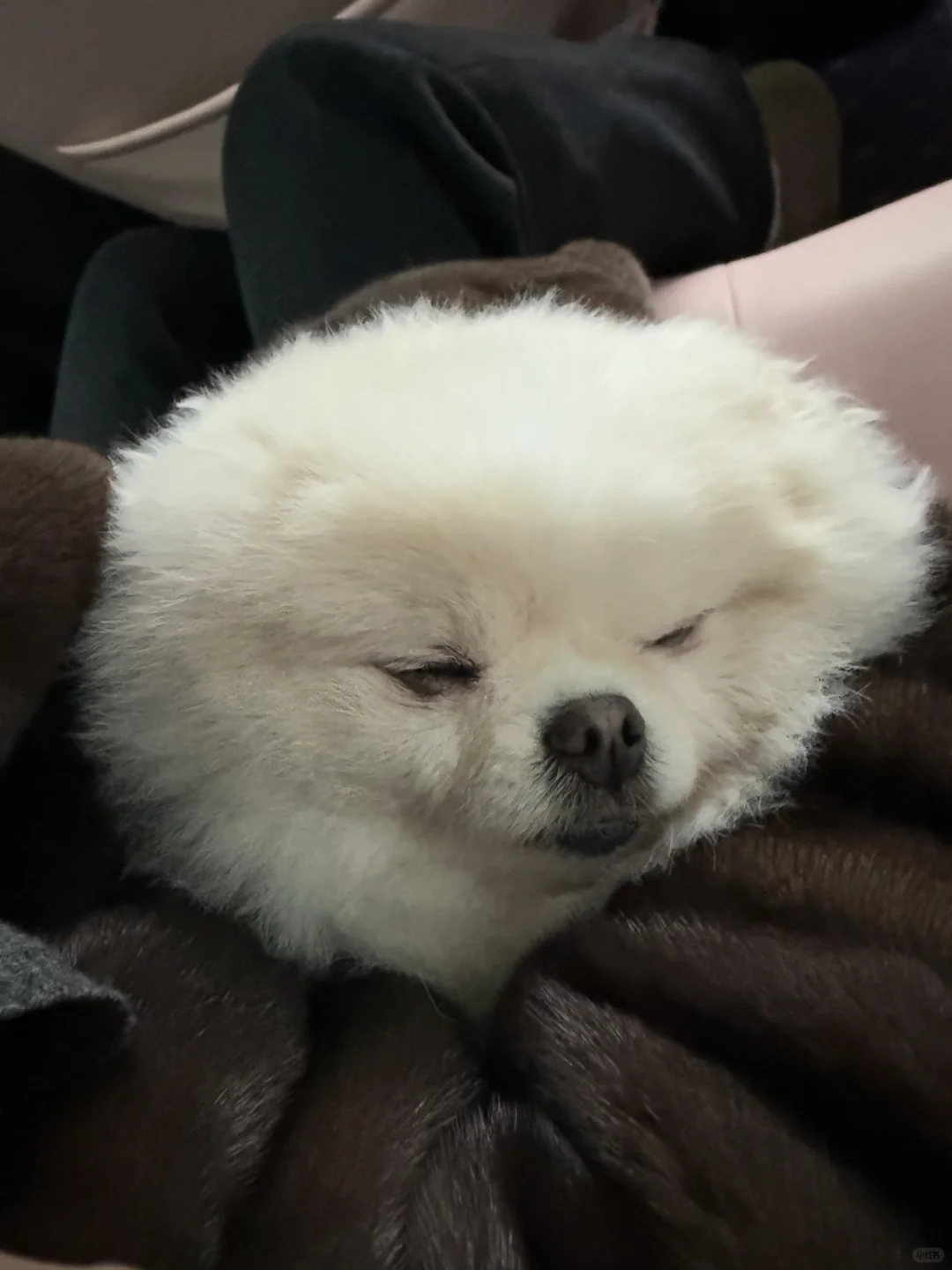 软榻扁头小狗