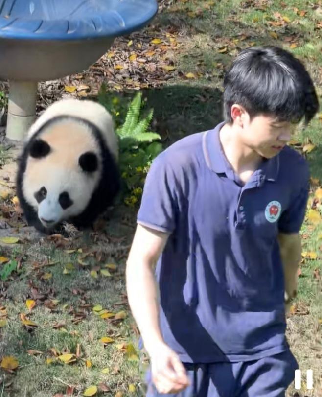 苗苗奶爸真幸福，有小月亮这么可爱的小精灵追着费，脸上随时都乐开了花！小月亮追他，