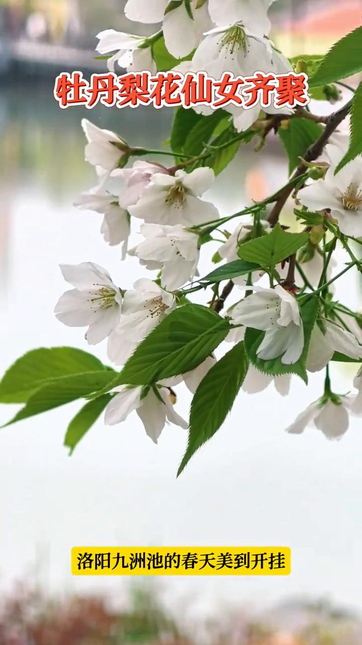 牡丹梨花仙女齐聚，洛阳九洲池的春天美到开挂。