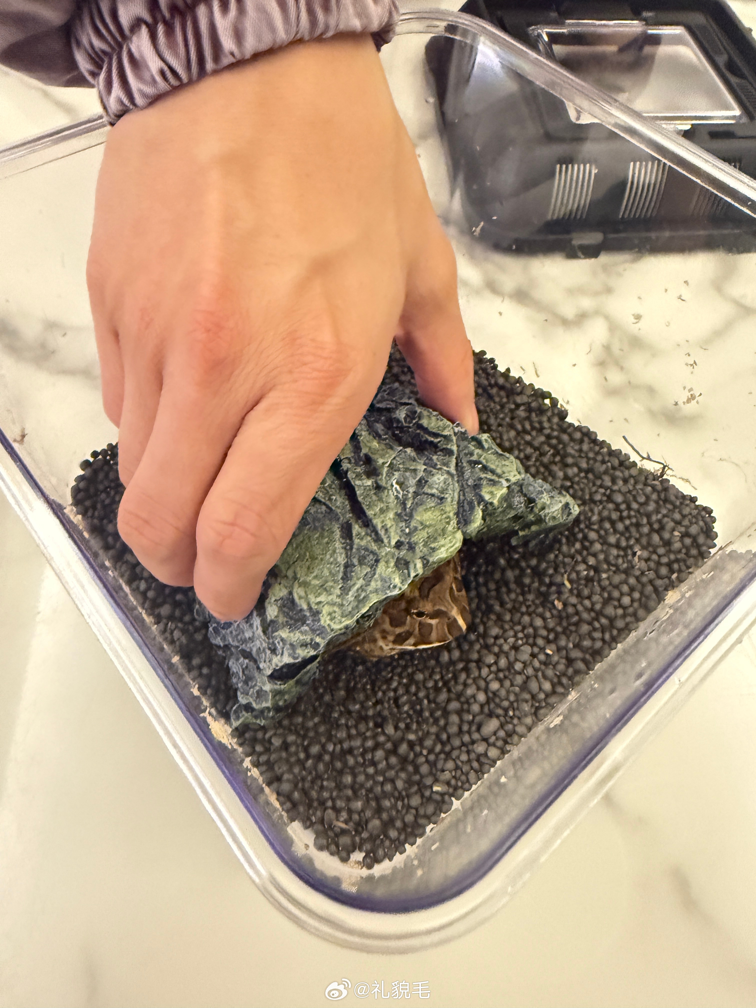 给八娜娜（此蛙是女宝）买了新的躲避石和湿度监测我也不知道我是怎么了，居然为一只莫