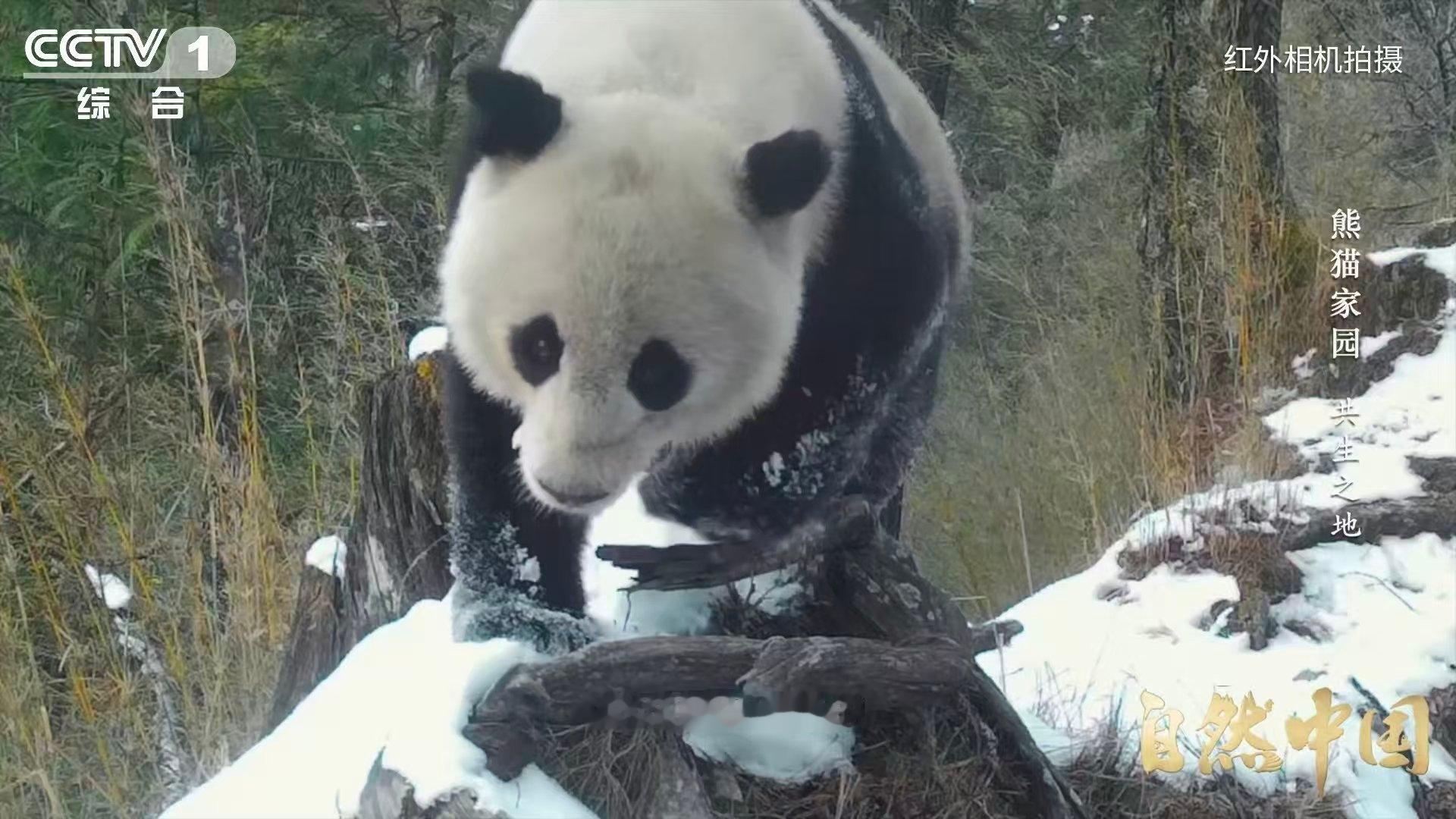 大熊猫也用上猫脸识别系统了【AI刷脸正为大熊猫建立身份证】给野生大熊猫“刷脸”是