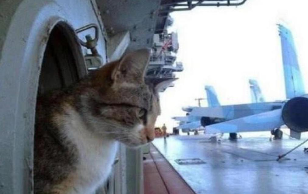 航母上为什么要养猫？是为了抓老鼠？那你就错了，现在航母上的猫可不是为了抓老鼠，而