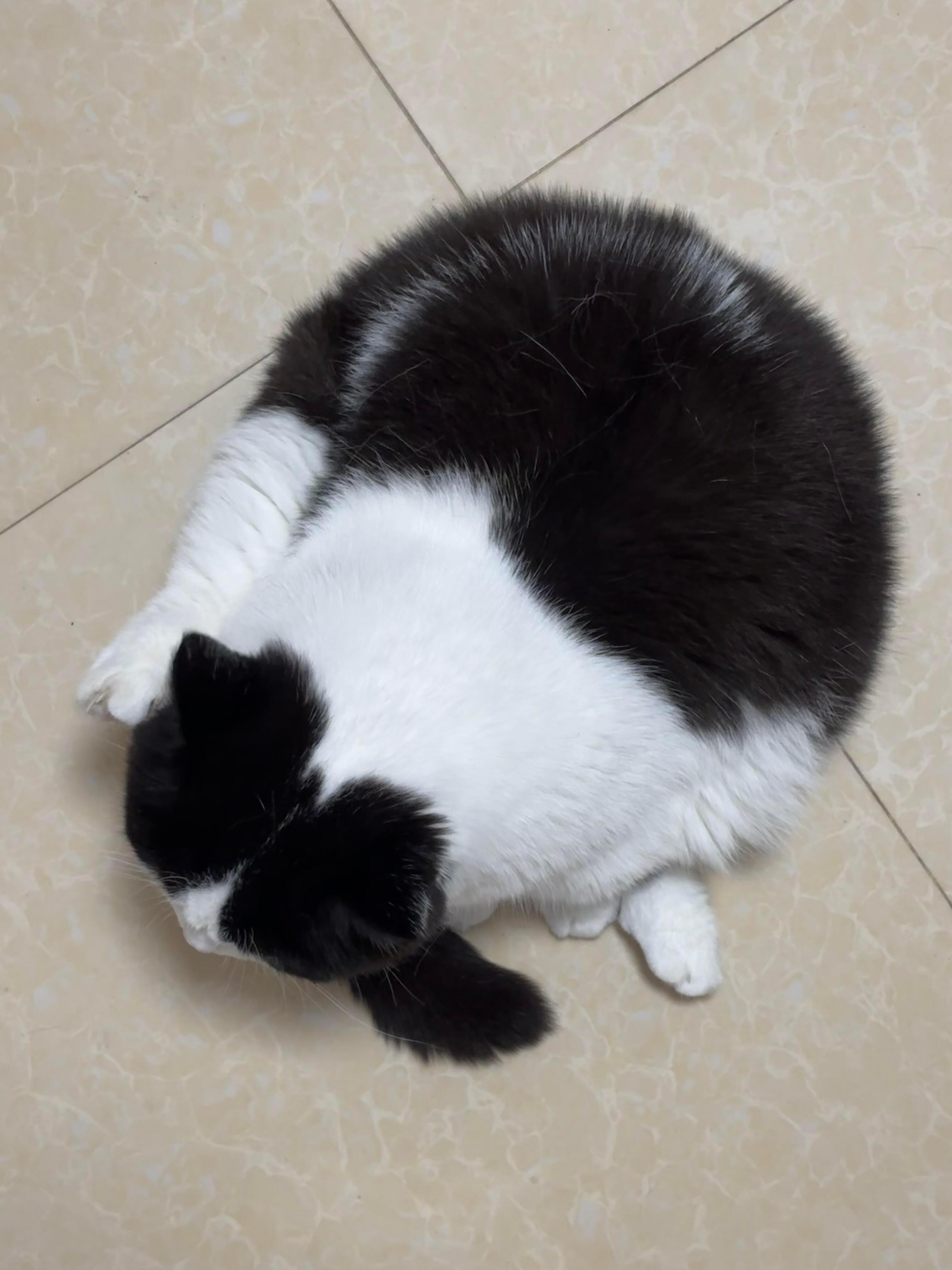 看图猜生物，首先排除大熊猫 
