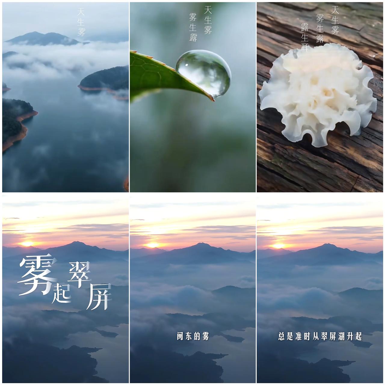 雾起翠屏，请“菌”上桌。
       福建古田银耳菌菇溯源，明天（10月21日