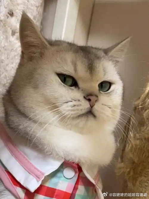 痞幼直播时抽烟她在用天使的言行传递着魔鬼的状态，我称之为——反差魔。她的受众是小