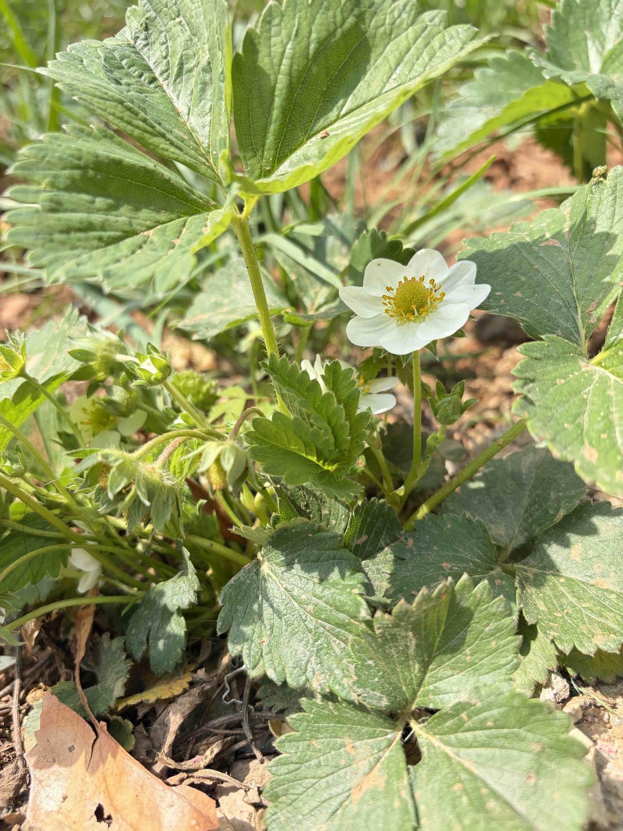 草莓的花是白色的[捂脸][捂脸][捂脸]今天才知道