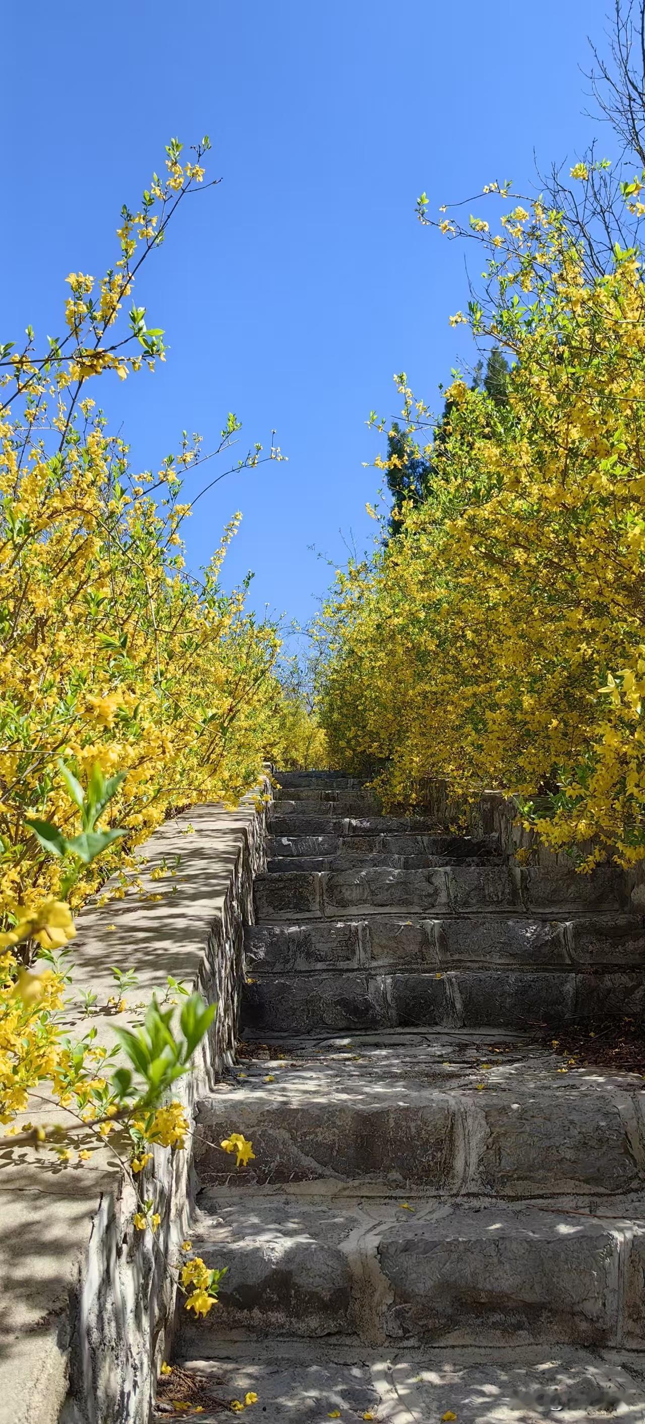 自从发现了这片开满了连翘花的好去处，我们每年都会如约前来打卡。

今年比往年晚了
