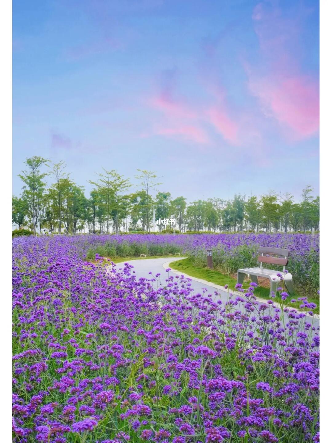 东莞人也太会了，把这片花海种在海边🏖
