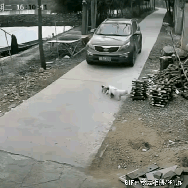 看到图里这司机轧了小猫崽，心里真不是滋味。开车看到小动物过马路，稍微等一下能费多