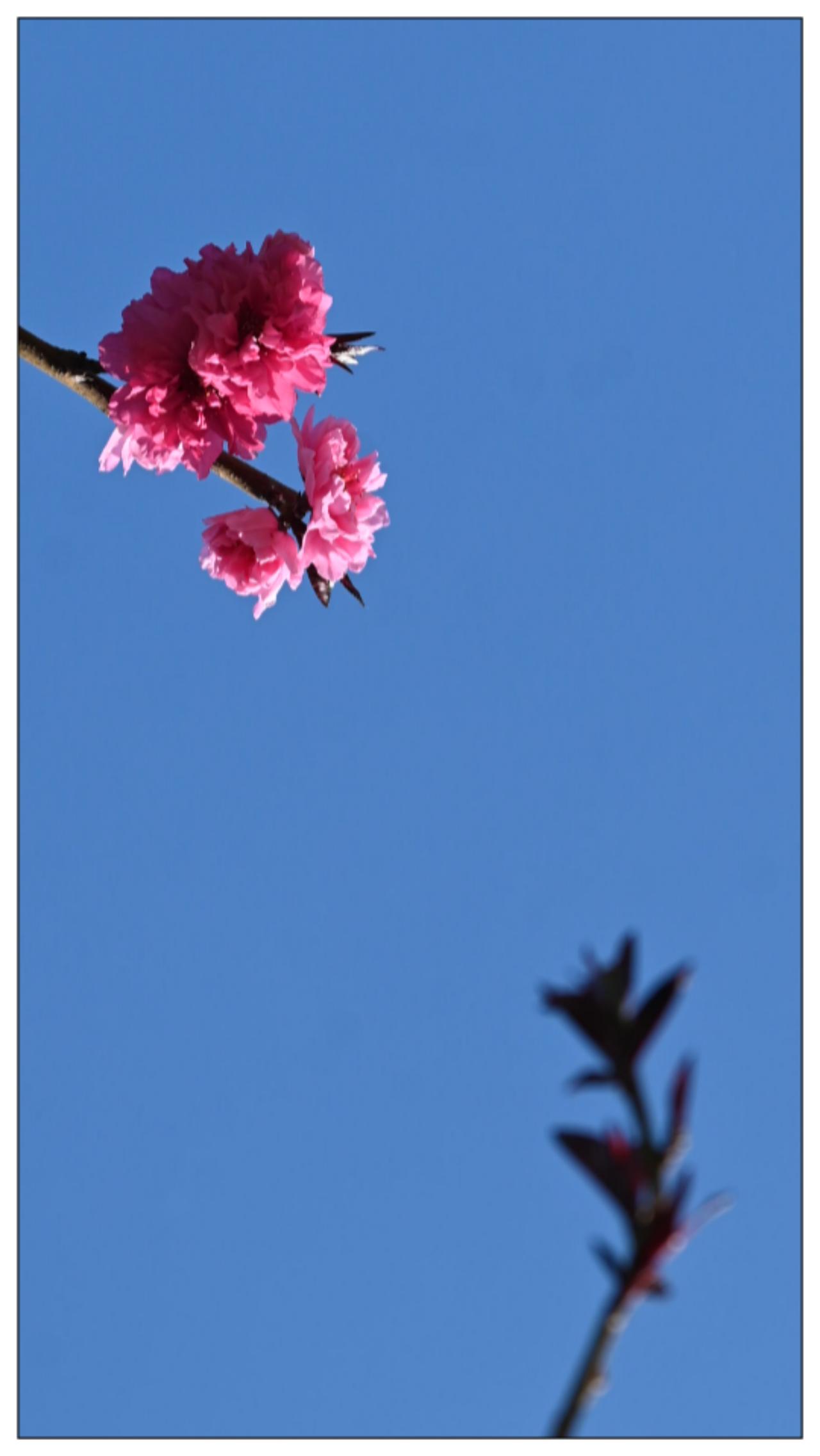 蓝天与桃花