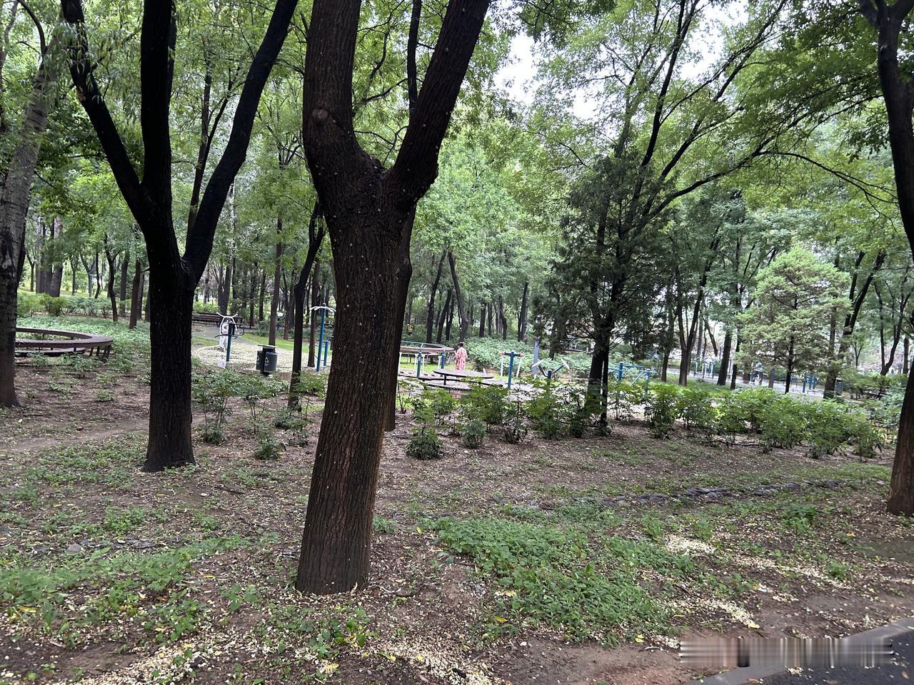 天热醒得早，索性出门走走。

年岁大不必剧烈运动，散散步就很好。

雨后清晨空气
