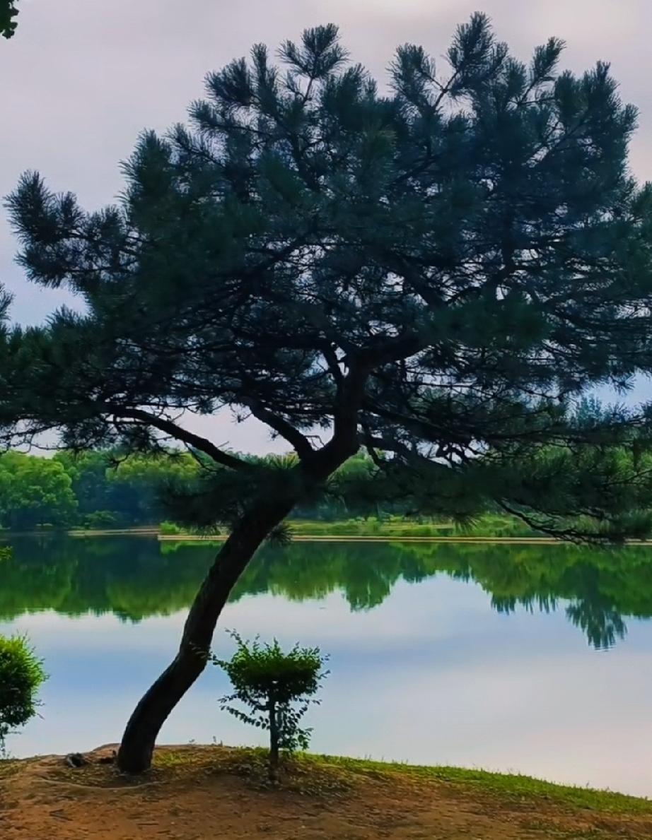 湖边一棵松树，风景真美啊！在如此环境优雅的地方，跑步是一种享受。湖边树木 松树风