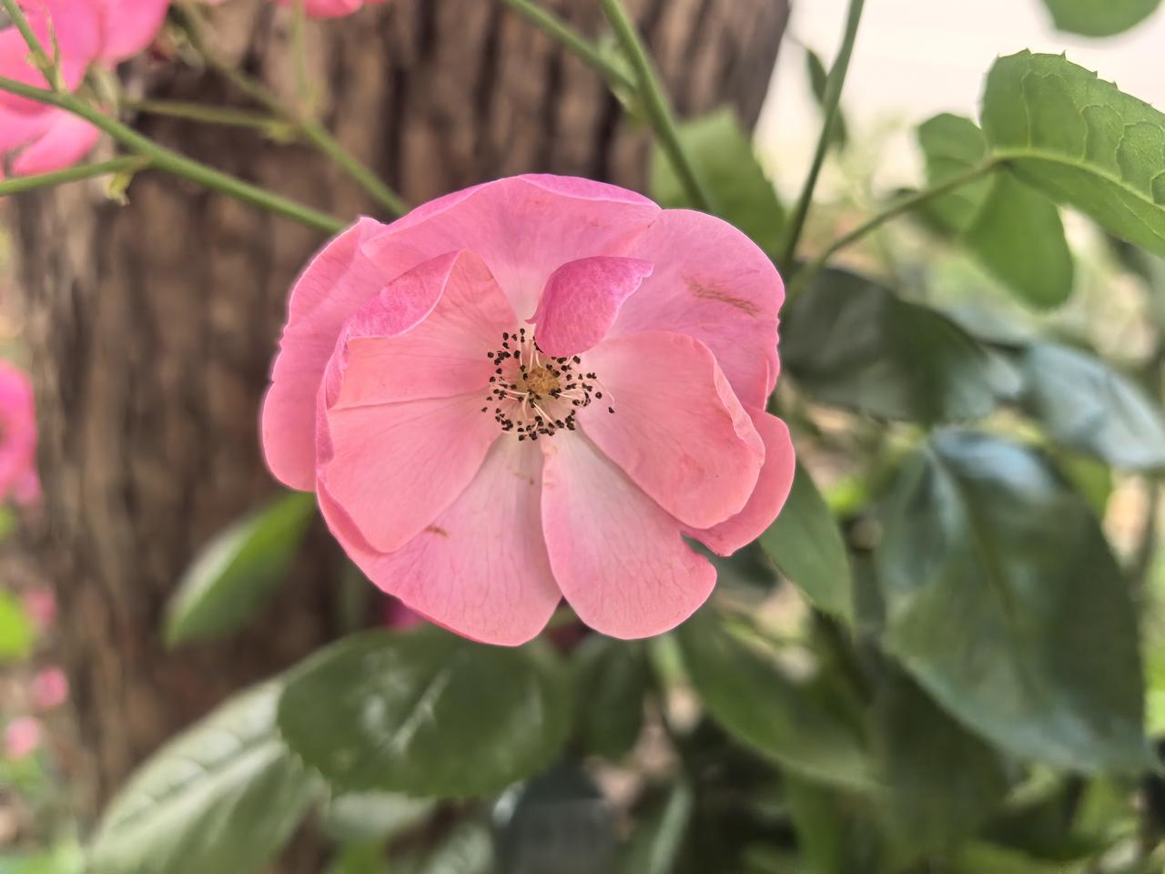 粉蕊含春意，芳菲映日红。