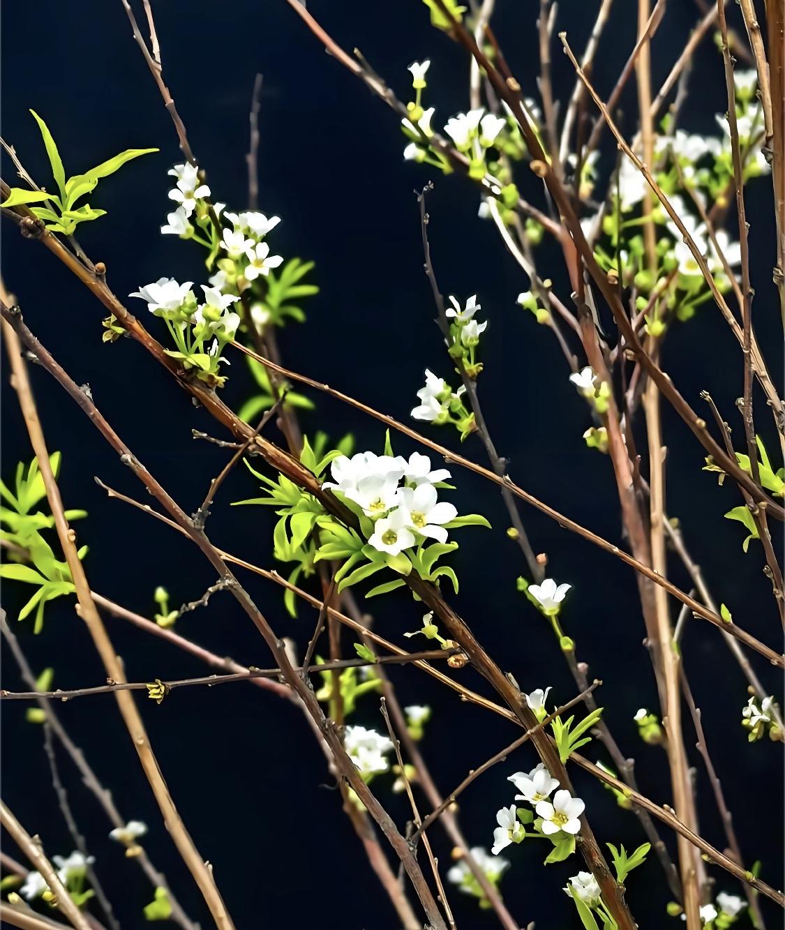下联:冬雪无声覆旧枝，诚邀上联我要对的上联是，春风有意探新蕊。