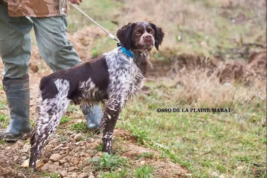 法国🇫🇷遗传学 棕色布列塔尼犬