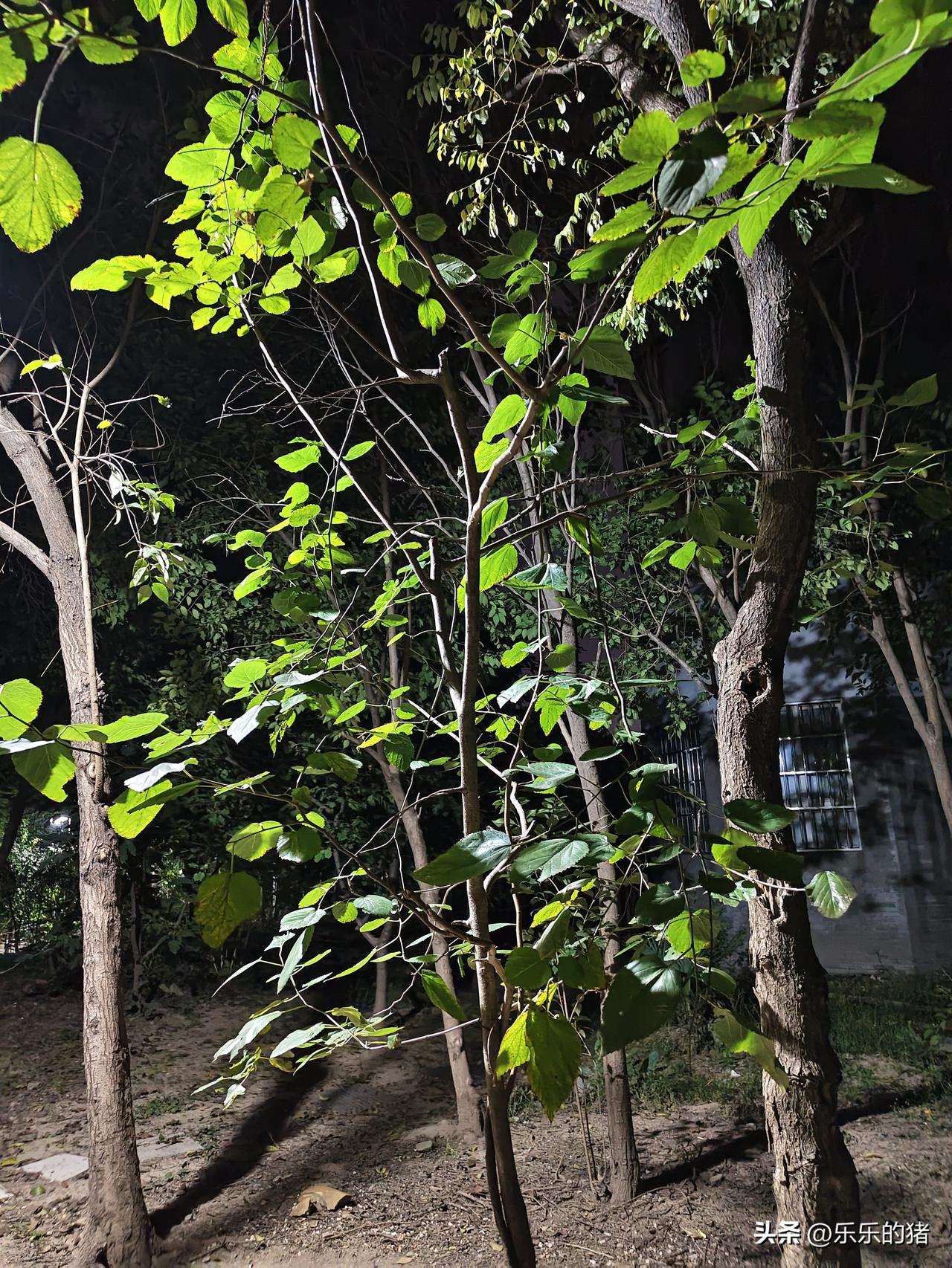 我爸的小姑92岁了，已经十几年没回来了。前几天她孙子突然开车带着姑奶奶来了，而且