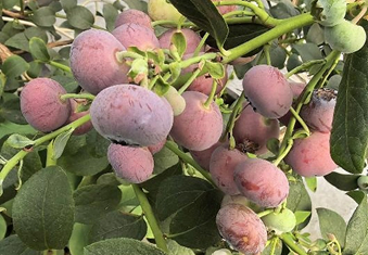 【#粉色蓝莓的真相来了#】#粉色蓝莓图片大多是AI合成# 近期，一则“粉色蓝莓炒