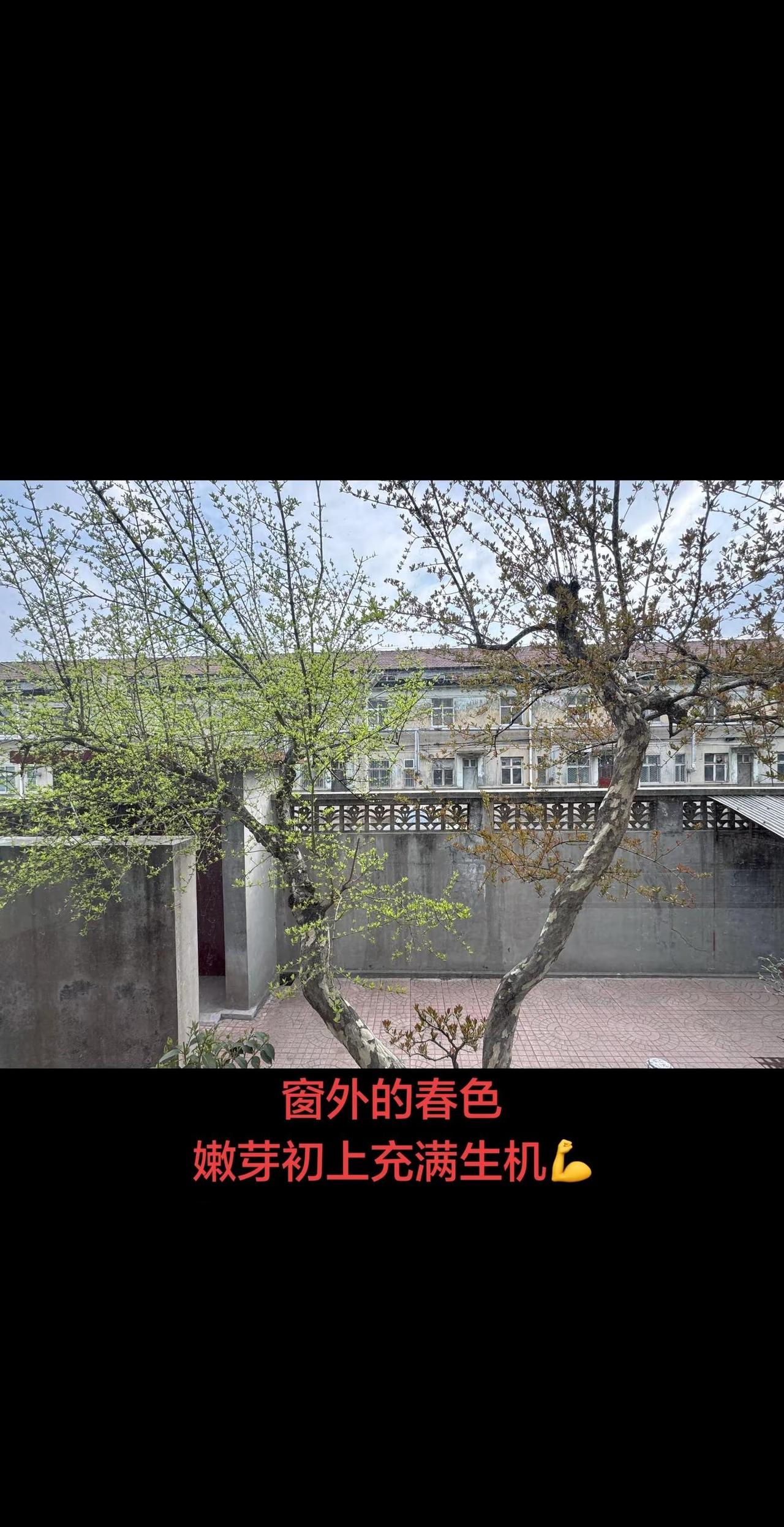 就这样坐在树下发呆， 让时间慢一点再慢一点， 看冬去春来嫩芽初上，听鸟儿鸣唱，嗅