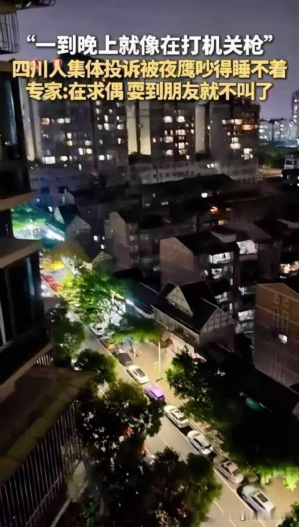 四川：夜鹰“夜曲”成扰民“噩梦”
近期，四川多地居民集体投诉，夜鹰的叫声让他们夜