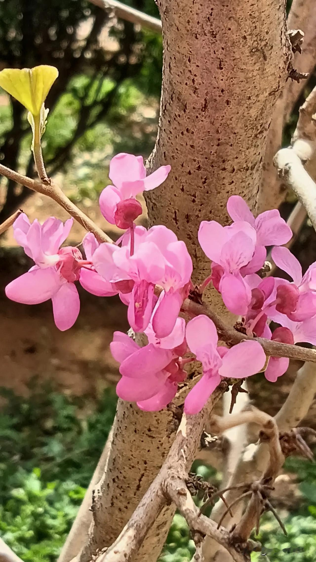分享相册里最美的花