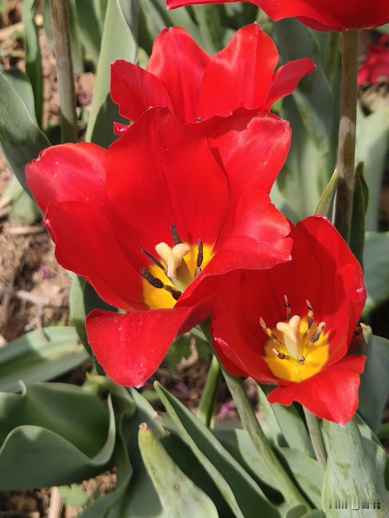 红色郁金香
今日在桃花园里，偶遇了稀稀落落的红色郁金香。
那红色，像腊染一样浓烈