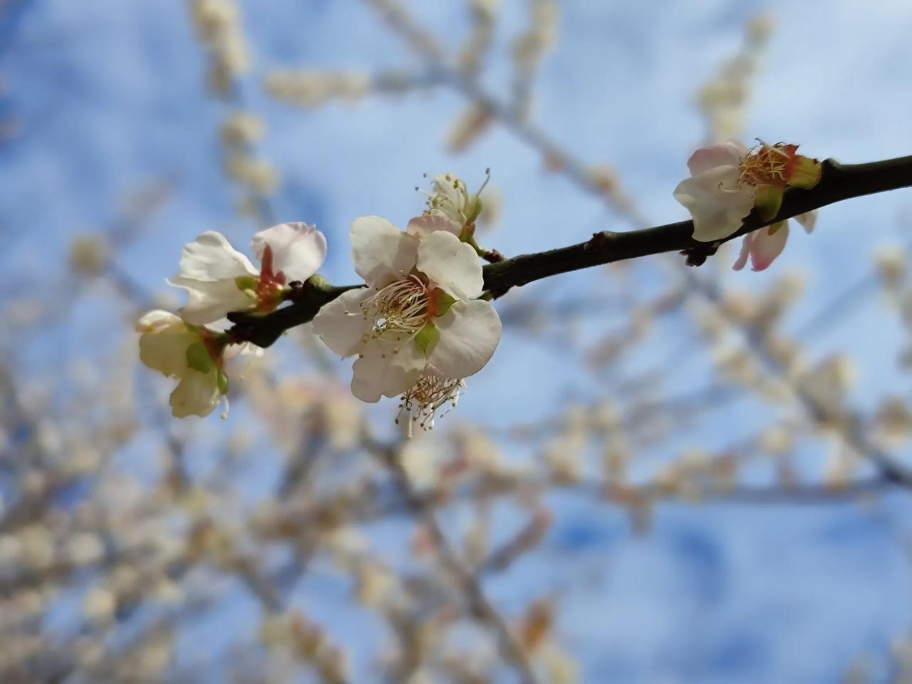 彤婳新韵古典诗词曲
采桑子.萝岗香雪
蝴蝶与我花枝下，
告诉梅花，
告诉梅花，