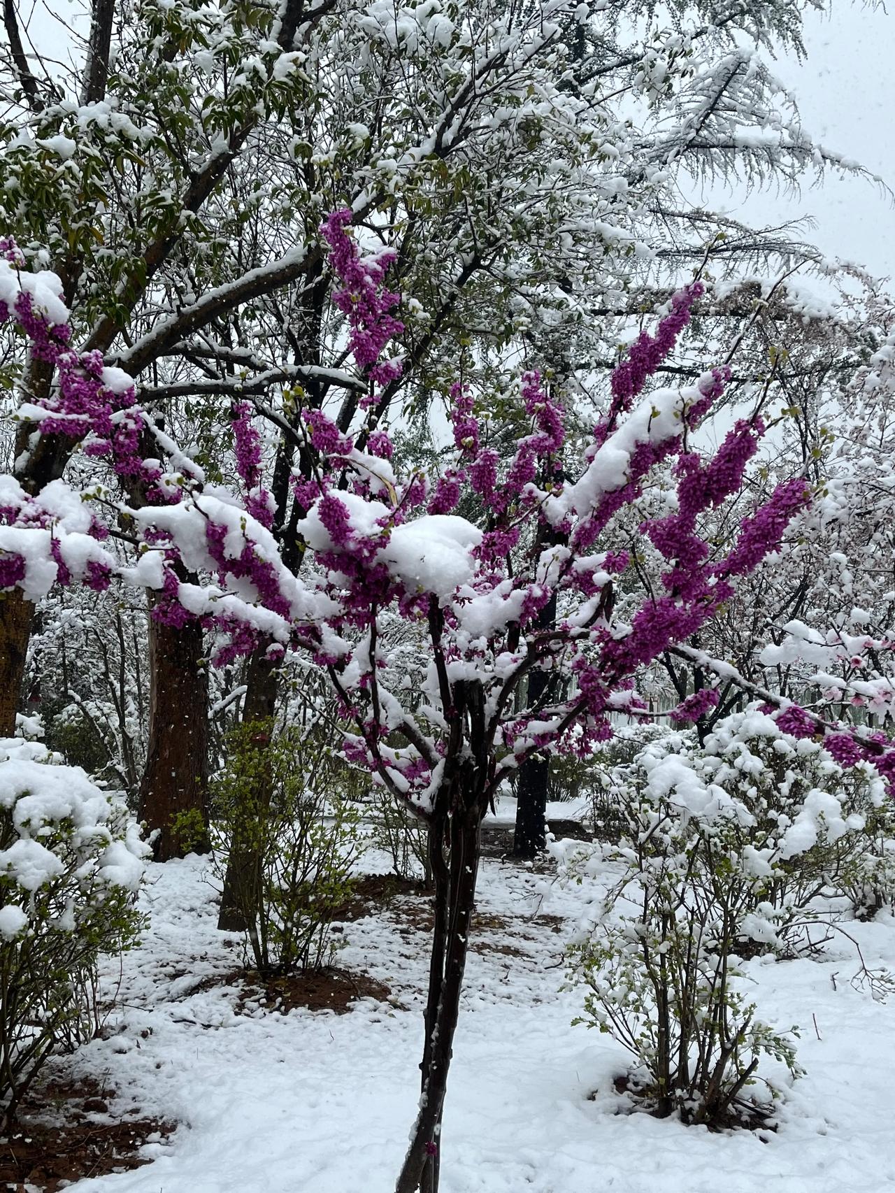 分享一组雪照片