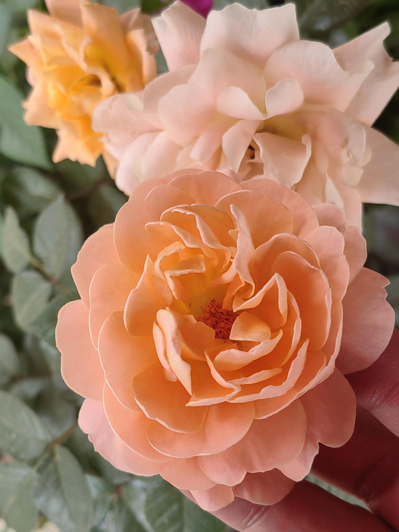 相册里的花就像生活的小确幸，每一张都藏着故事。我相册里有张紫荆花的照片超美。当时