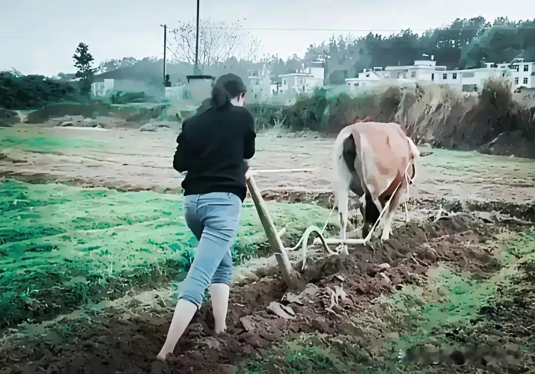 美女的选择，有时着实令人难以捉摸。就说那位在田里犁地的美女吧，说不定她真的是为了