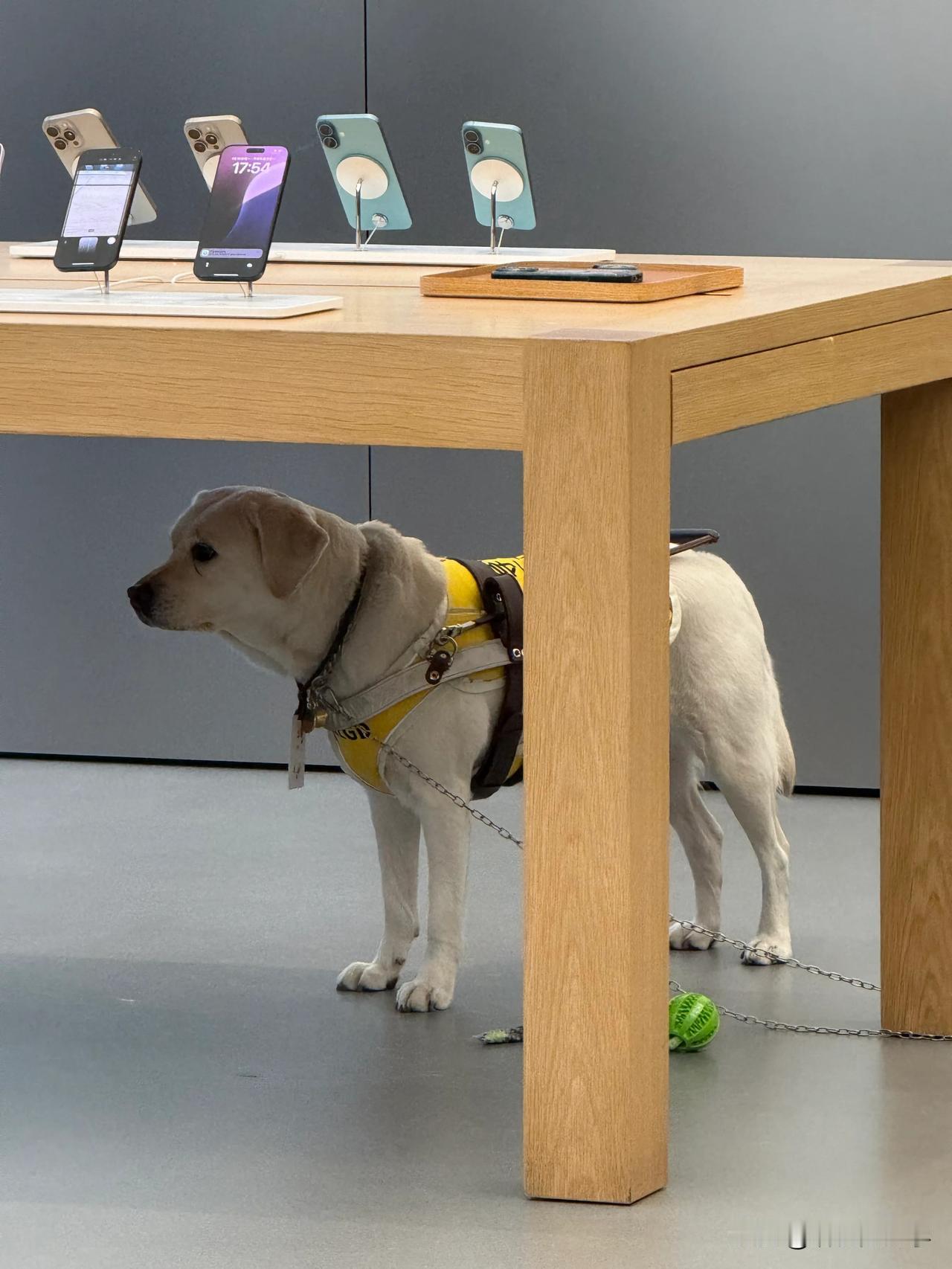 一只在广州Apple Store的导盲犬

企业文化有很多，但苹果的包容性，真的