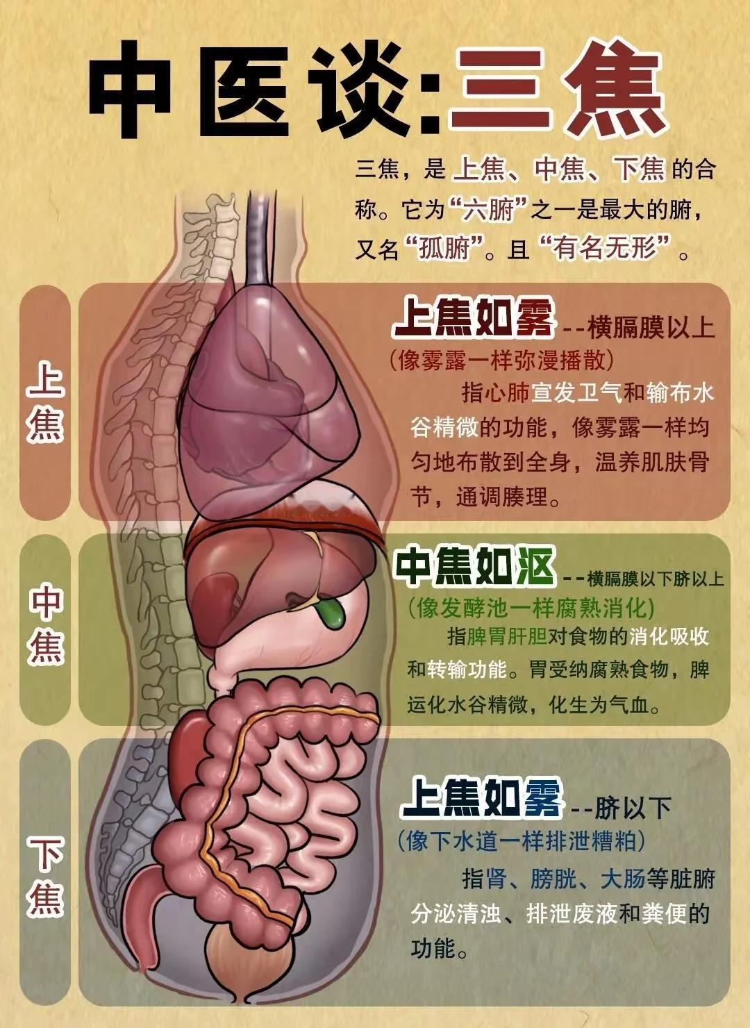 三焦极其重要，气血通畅之本